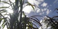UH researchers awarded $3.6M to study legacy pollution, health risks