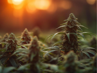 Biscotti Cake Weed Strain: Exploring Its Origins, Profile, and Characteristics