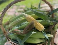 Kenya is considering opening duty-free corn imports