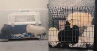 Woman first in Singapore jailed for keeping animals for sale at unlicensed premises, made $21,000 from 21 puppies
