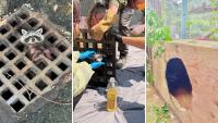 Massachusetts crews bring raccoon to wildlife hospital still stuck in storm-drain grate