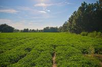 Digging Into Georgia’s Biggest Crop