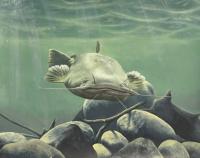Georgia DNR 2027 Fish Art Contest now open