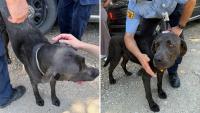 Kansas service dog finds missing 3-year-old, never leaves the child's side