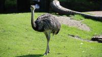 Drone vs. Emu: New York Cops Chase Down ‘Feathered Fugitive’ 