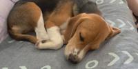 Rescued beagles from Wisconsin research facility find forever homes