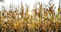 Kenya should remove restrictions on GMO maize imports from SA