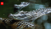 Israel’s crocodile prison plan puts wildlife protection and land use under scrutiny