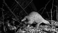 Electric fences that kill and the Maasai trying to save Kenya’s last giant pangolins