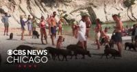 Travel destination on Greek Island features herds of wandering pigs
