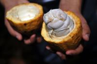 National Geographic Spotlights Bribri Cacao Farming in Costa Rica