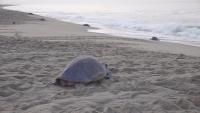 Spectacular turtle nesting event in southern Mexico