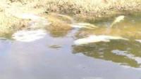 DOE Explains Cause of Belize River Fish Kill to Concerned Residents