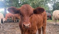 Beef Imports: Will it hurt U.S. farmers or help lower prices?