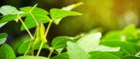 Soybean Cultivars to Be Tested Across the Americas