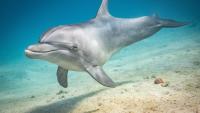 Israel Nature and Parks Authority seeks public help after dolphin washes ashore in Tel Aviv