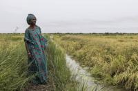 Just add fish: Senegal paddies fight disease and lift yields