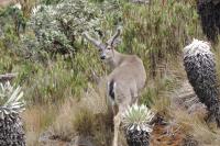 Research Finds that Colombian Deer Has More Lineages than Previously Believed