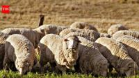 A Texas farmer stopped planting cotton and sent his sheep to solar farms; the switch turned a potential $200,000 loss into $300,000 profit