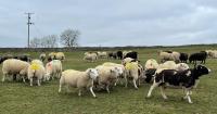 Farmer's fury after dozens of sheep stolen from field