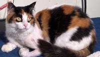 Royal Palm Beach family questions if cat was shot by suspected serial animal shooter