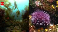 California removed millions of urchins; 55 acres of Kelp forest returned