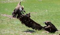 Power Line Insulation Helps Protect Birds in 15 Aimags