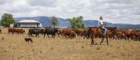 Farmers urge Government to lift backpacker pause