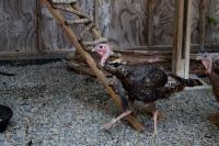 Turkey’s Gravy Days Just Beginning