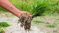 Pokhara's Agricultural Land Shrinks Significantly Due to Land Classification