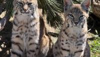 MSU partners with ZooMontana to help educate future conservationists