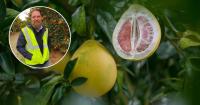 Government suspends Vietnamese pomelo imports over biosecurity breaches