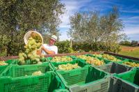 Going native: Indigenous grapes lead a banner year for the Balkans at DWWA 2026
