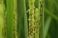 Chinese seeds and standards underpin rice harvest in Equatorial Guinea