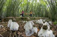 FAO report highlights forests’ crucial role in food security and nutrition