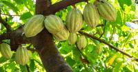 Could plant scientists breed out heavy metal contamination in cacao?