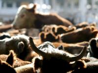 Swiss Senate approves Mercosur agreement