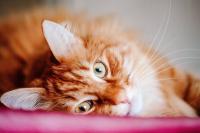 Fluffy Maine Coon in the Bathtub Looks Like a Bath Mat That Came to Life