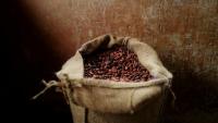 Chocolate faces more climate shocks as study highlights risk of extreme rainfall