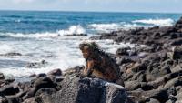 Get up close to rare wildlife on a Galapagos Islands cruise