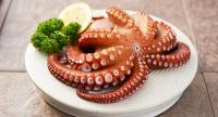 Colombia bill seeks ban on farmed cephalopod operations, imports