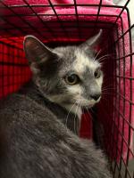 USC students rescue stray cats around campus