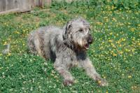 Irish Wolfhound's Gentle Care With a Tiny Kitten Is Love in Its Purest Form