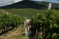 Ukraine winemakers defy war to make a splash at home