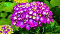 Hydrangeas will have better flowers next year if gardeners avoid 1 common mistake in September