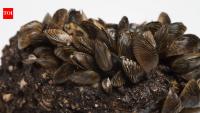 Michigan scientists kill 80% of invasive zebra mussels in five days with CO₂ mats