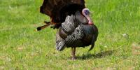 Turkey, small game hunting seasons begin Tuesday across Michigan