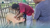 SIART/MALD Pig Breed Improvement Program Makes Progress
