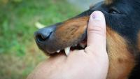 Chile becomes first South American country to eliminate dog-transmitted rabies