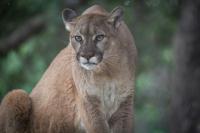 Close Call: Dangerous Mountain Lion Enters South Dakota Home